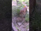 Filhotes raros de leopardo-do-norte-da-china recebem visitantes em zoológico da Croácia