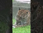 Fiesty jaguar tears up enrichment toy at Milwaukee zoo