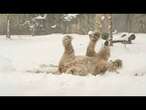 No Comment. Les animaux au zoo et la première neige