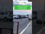 Un daino è stato avvistato tra le strade di Ladispoli, in provincia di Roma