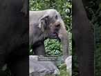 Happy, the Bronx Zoo elephant, dies at 55