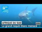 Afrique du Sud : le grand requin blanc absent des côtes • FRANCE 24