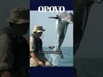 O exército de golfinhos dos EUA