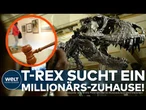 NEW YORK: 30 Millionen Dollar für einen Dinosaurier? Dieser T-Rex soll Geschichte schreiben!