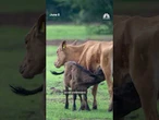 Flesh-eating screwworm threatens U.S. livestock