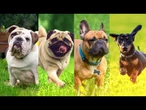 Bye bye, bulldogs? Lawsuit targets popular dog breeding standards