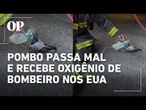 Pombo passa mal após inalar fumaça e recebe oxigênio de bombeiros nos EUA