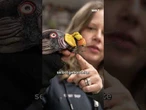 GEIERKÜKEN IM BRONX ZOO: Handpuppe ersetzt Mutter – Aufzucht für den Artenschutz gelingt! #shorts