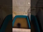 Trovati al buio e senza cibo 45 animali in una casa al centro di Torino
