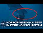 MALEDIVEN: Horror-Video zeigt Hai-Attacke! Hier beißt ein Hai in den Kopf eines Tauchers