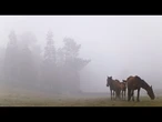 Les habitants luttent contre des chevaux sauvages lors du festival Rapa das Bestas en Espagne
