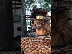 Morre #Jaspe, cachorrinha que encantava #turistas com performances de #estátua em #Fortaleza