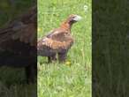 Eagle released into wild after rehabilitation