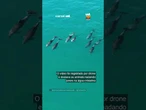 Que espetáculo! Grupo de golfinhos é registrado nas águas de Arraial do Cabo (RJ)