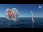 SpaceX riporta a terra gli astronauti accolti dai delfini