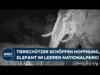 SENEGAL: Weltkulturerbe lebt wieder? Kamera entdeckt plötzlich Elefant in fast leerem Nationalpark!