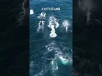 Grupo de dez baleias jubarte é flagrado nadando no mar de Arraial do Cabo, no Rio; veja vídeo