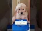 Slain Minnesota lawmaker's golden retriever is EUTHANIZED