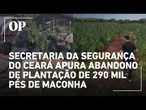 Secretaria da Segurança do Ceará apura abandono de plantação de 290 mil pés de maconha