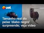 Peixe 'diabo negro': veja o tamanho real do animal abissal retratado em Procurando Nemo; vídeo