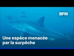 Un grand requin blanc filmé pour la première fois dans la Méditerranée