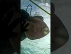 Off the hook: Diver frees ray from fishing line