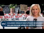TIERGARTEN NÜRNBERG: Plötzliche Schließung, Polizei vor Ort! Will der Zoo heimlich Paviane töten?