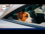 Dog sets off gun injuring woman in the arm