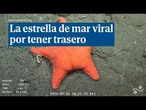 La estrella de mar que se ha hecho viral por tener trasero y parecerse a Patricio de Bob Esponja