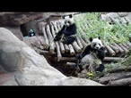 Zoológico da França devolve panda doente e seu companheiro à China | AFP