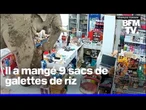 Affamé, un éléphant dévalise une épicerie en Thaïlande