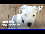 Aux États-Unis, un policier jugé pour avoir tué un chiot lors d'une intervention