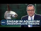 JAPAN: Einsamkeit macht krank! Ein Mondfisch im Aquarium beweist dies!