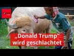 „Donald Trump” wird geschlachtet - es handelt sich um Büffel