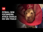 Cadela é atacada por pitbull sem focinheira | AGORA CNN