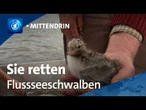 Storkow: Brutinseln für bedrohte Vogelart | tagesthemen mittendrin