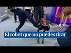 El robot de dos patas que nunca se cae aunque le des una patada