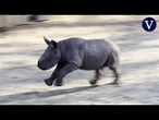 El nacimiento de un rinoceronte negro oriental en Cleveland da esperanza a una especie en peligro