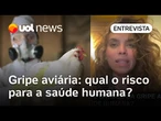 Gripe aviária não é comum em humanos; transmissão é por contato com ave infectada; entenda riscos