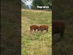 HOOVES FULL: Baby bison play as mom tries to settle them down #shorts #cute #animals #mom #bison