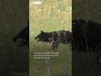 Bear on runway delays flights in Japan