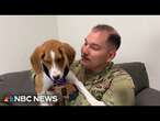 'Paws of War' reunites soldiers with rescued pets