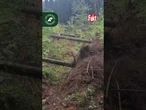 ZNISZCZONY LAS W LEŚNICTWIE BUKOWIEC! | FAKT
