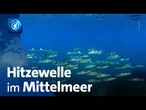 Marine Hitzewelle im Mittelmeer