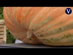 Un agricultor ruso cultiva una calabaza gigante que pesa casi una tonelada métrica | VDD