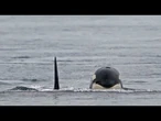 Pourquoi y a-t-il de plus en plus d'incidents entre les orques et les bateaux au large des...