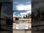 Deer crashes through a windshield of a public bus in Rhode Island