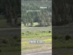 SEE IT: Bystanders help man avoid bison attack #foxnews #shorts #animals #nature