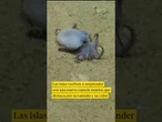 Descubren un pequeño pulpo azul en el archipiélago ecuatoriano de Galápagos