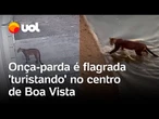 Onça-parda é flagrada passeando no centro de Boa Vista, e surpreende moradores; veja vídeo